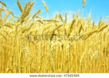 Yellow field under blue sky and white clouds