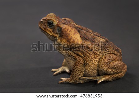The big brown Cane toad sits on a black background looks aside.