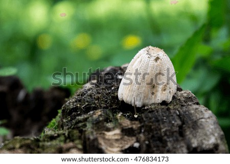 Grey mushroom in spring