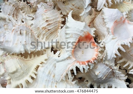 composition of exotic sea shells
