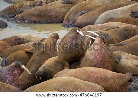 Life Atlantic walruses at haul out sites is (at most) of sleep and small conflicts with neighbors. Only males here. Tusks have function of marriage handicap