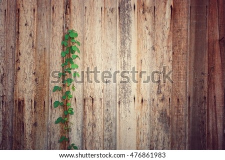 Texture old wood with climbing plants background vintage