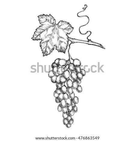 Hand drawn illustrations of  grapes.