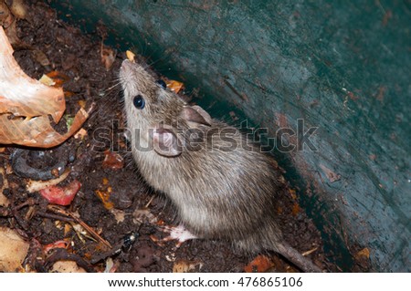 rat mouse in a vegetable garbage bin Royalty-Free Stock Photo #476865106