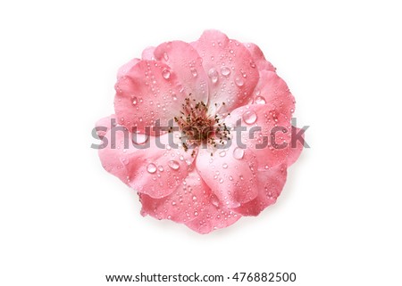 Pink rose with water drops isolated on white background. Top view Royalty-Free Stock Photo #476882500