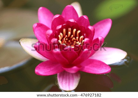 image of closeup small red waterlily lotus