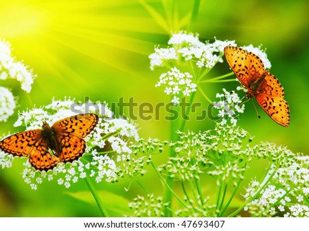 two Butterflies drink nectar in the flowers