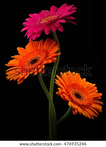 Pink and orange gerbera with stem isolated on black background.