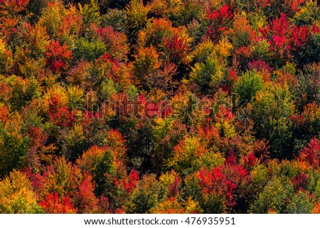 Scenic aerial view of a road passing through the colorful forest at fall.