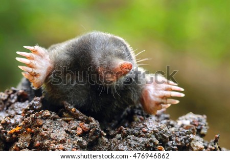 Adorable wild mole Royalty-Free Stock Photo #476946862