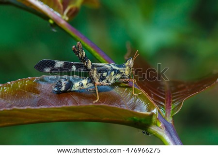 Grasshopper on leaf,insect,bug.