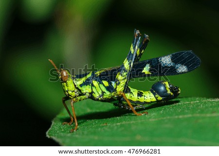 Grasshopper on leaf,insect,bug.