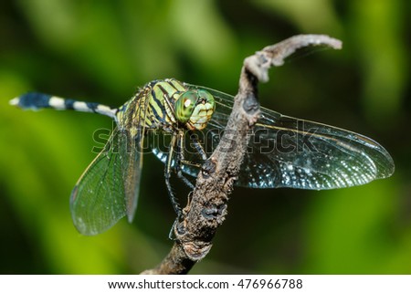 Green dragonfly on leaf in closeup,dragonfly .