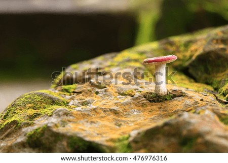 Close-up soft focus picture of a Red mushroom in nature