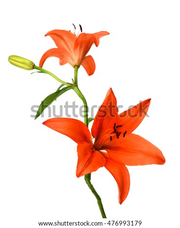 Close up of Beautiful Orange Lily Flower on White Background