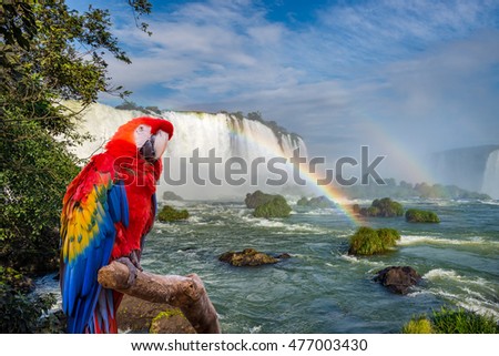 The macaw parrot at the Cataratas of Iguassu (Iguasu) falls located on the border of Brazil and Argentina Royalty-Free Stock Photo #477003430