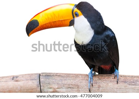 Toucan bird in a tree branch on white isolated background Royalty-Free Stock Photo #477004009