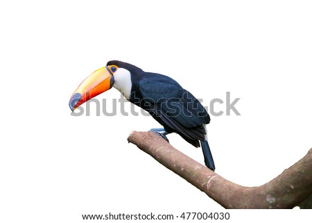 Toucan bird in a tree branch on white isolated background Royalty-Free Stock Photo #477004030