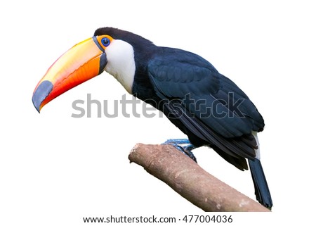 Toucan bird in a tree branch on white isolated background Royalty-Free Stock Photo #477004036