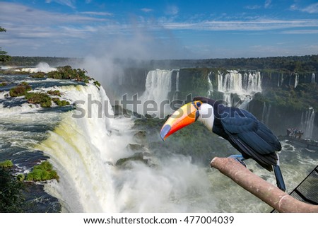 Toucan toco at the Cataratas of Iguacu (Iguasu) falls located on the border of Brazil and Argentina Royalty-Free Stock Photo #477004039