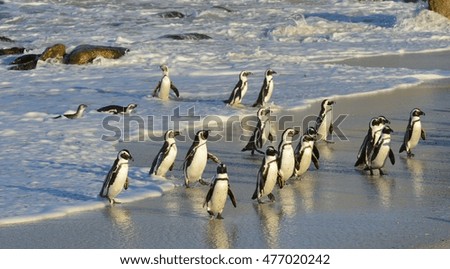 African penguins walk out of the ocean on the sandy beach. African penguin ( Spheniscus demersus) also known as the jackass penguin and black-footed penguin. Boulders colony. Cape Town. South Africa

