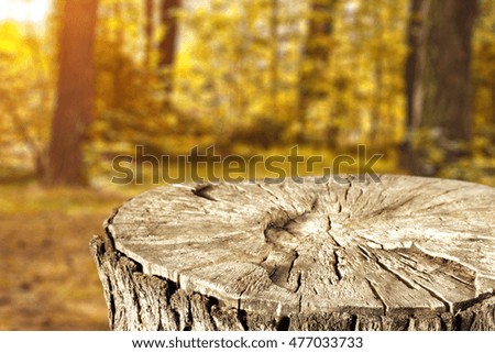 tree trunk in forest and free space for your decoration 