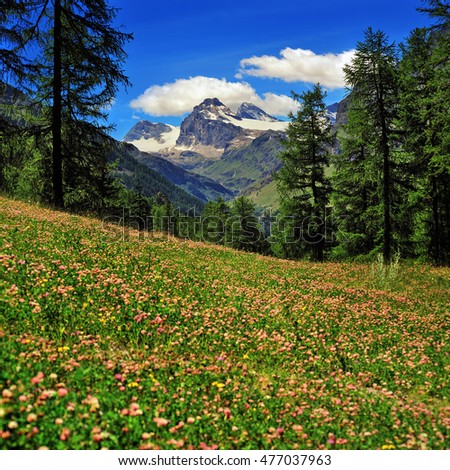 alpien meadow of clover with Granta Parey mountain