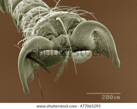 Colored SEM of louse fly (Hippoboscidae) tarsus