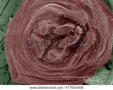 Colored SEM of bark lice genitalia