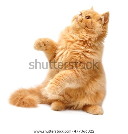 Beautiful red-haired kitten playing paws. Persian cat, isolated on white background Royalty-Free Stock Photo #477066322