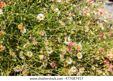 A lot of Blooming small chamomile flowers on meadow in summer. Wild White and red small flowers on field with green grass. Shallow depth of field. Blurred background. Symbol of sunny summer beginning.