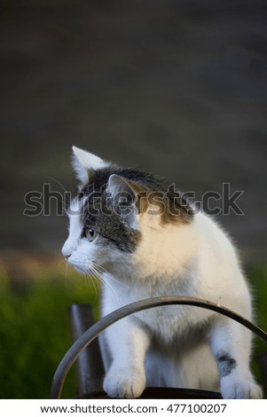 White and tabby cat drinking from an old watering can on a garden in sunset light