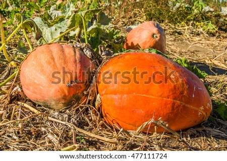 Colorful fall squash in the farm field ready to pick