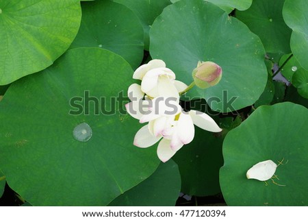 Lotus  garden