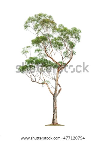 
Green beautiful eucalyptus tree isolated on white background Royalty-Free Stock Photo #477120754