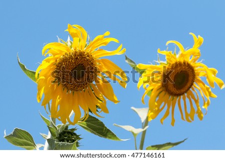 Sunflower flower against the sky