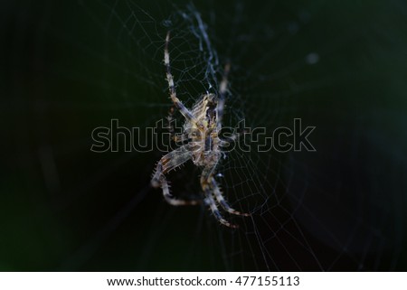 Spider/Spider
