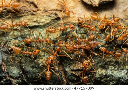 Close up of red ant in the nature