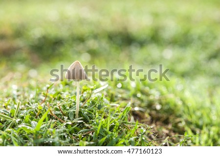 Mushroom occurs naturally on grass.
