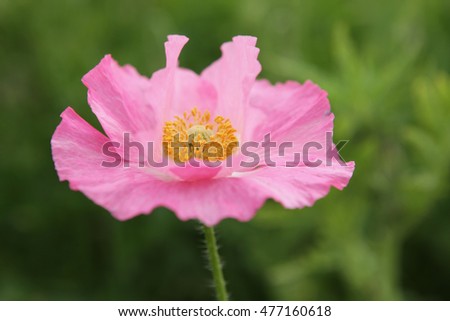 Beautiful poppy flower bed