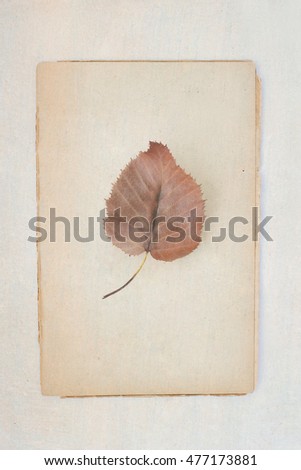 isolated leaf on ancient paper background - design of nature - flower poetry