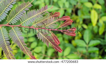 Indian Goose-Berry Leaf Spreads in The Air