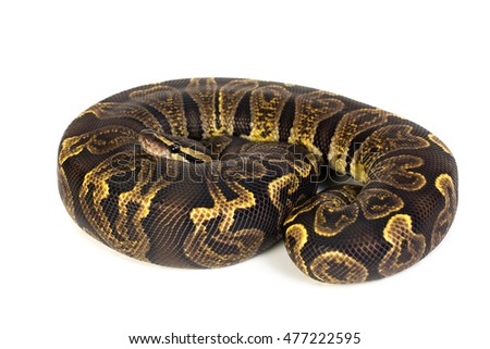 GHI Ball python on white background