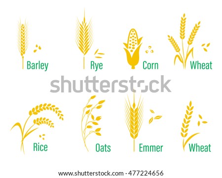 Cereals icon set with rice, wheat, corn, oats, rye, barley. Concept for organic products label, harvest and farming, grain, bakery, healthy food.  Royalty-Free Stock Photo #477224656