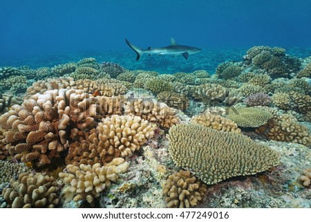 Corals on the ocean floor with a grey reef shark in background, underwater on the upper reef slope of Bora Bora island, south Pacific ocean, French Polynesia