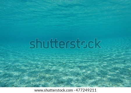 Curved shallow sandy seabed underwater in an hoa of the atoll of Tikehau, natural scene, Pacific ocean, Tuamotu, French Polynesia