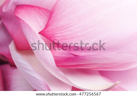 Pink lotus petals made with gardient overlay in blur style for background