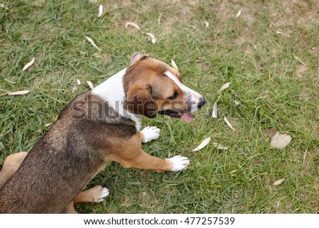 Dog on a green grass