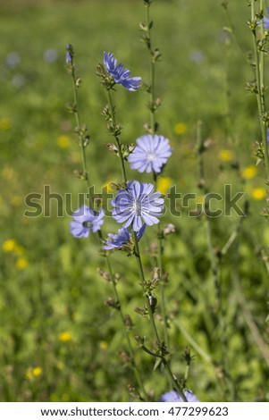 Blue wildflowers  chicory (Cichorium intybus) in summer field. 