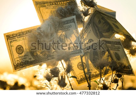 Dollars on the bush in steppe in sunset time